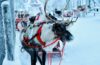 Lapland Vacation: Prices, Experiences and Unforgettable Memories