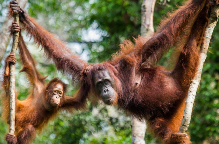 Borneo