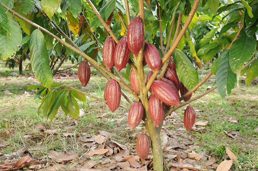 Amazon Cacao