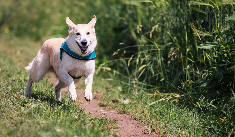 Dog Friendly Holiday Park