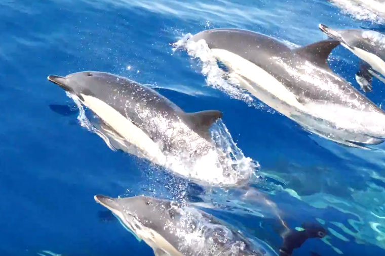 Gran Canaria Dolphin Trip 