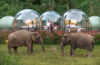 Anantara Golden Triangle Elephant Camp Resort