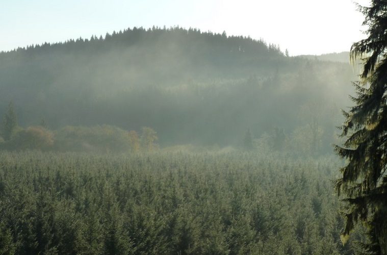 Forks washington twilight deals