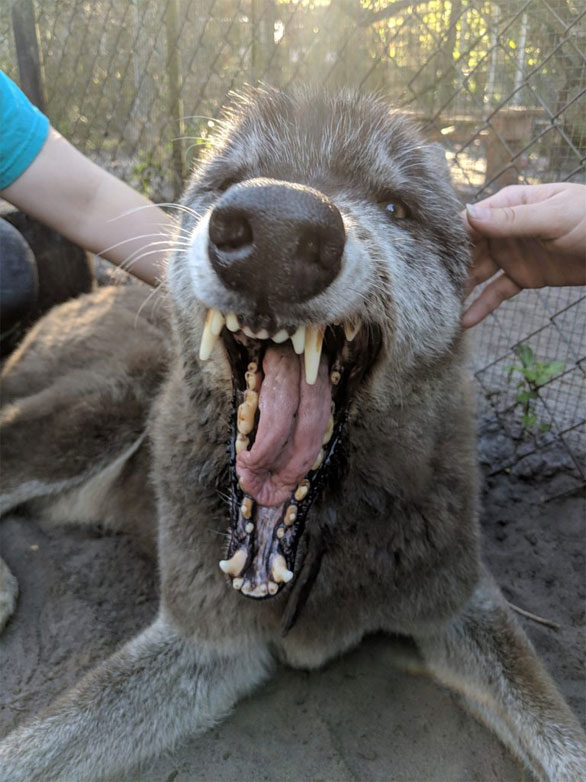 Giant Wolfdog