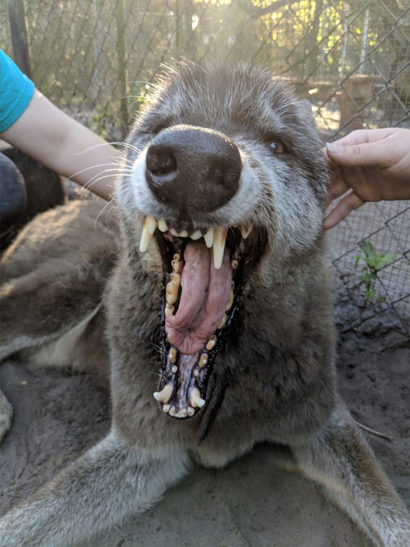 giant wolf yuki