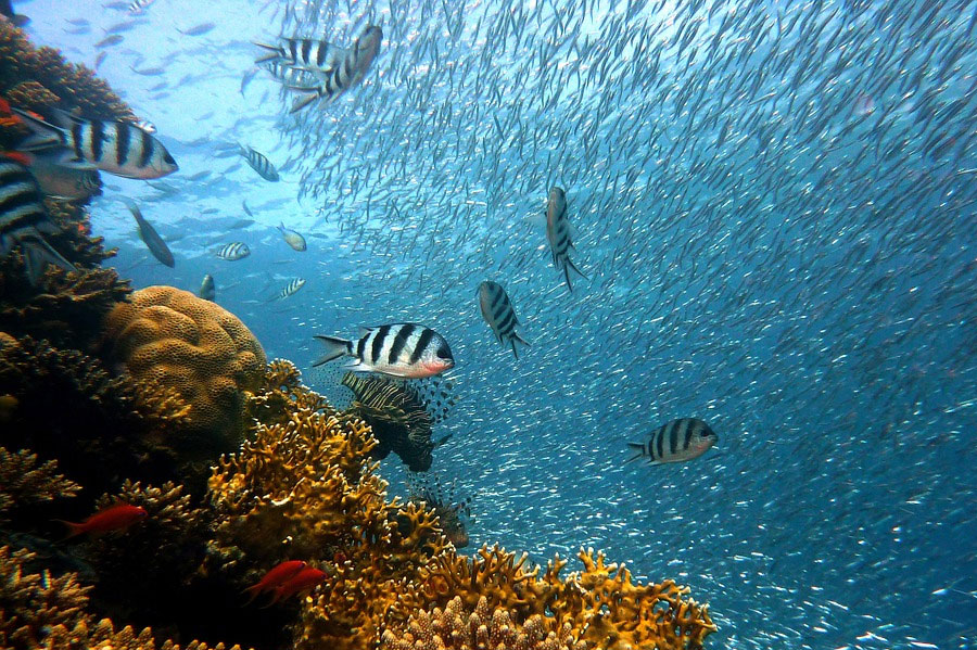 Great Barrier Reef