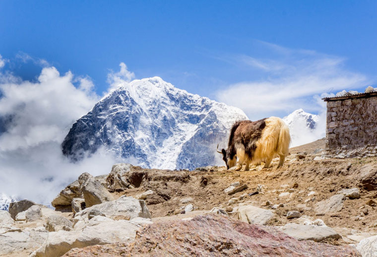 Himalaya Yak