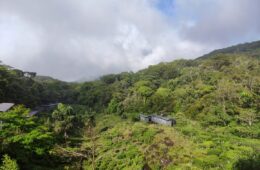 Rainforest EcoLodge Sinharaja Review