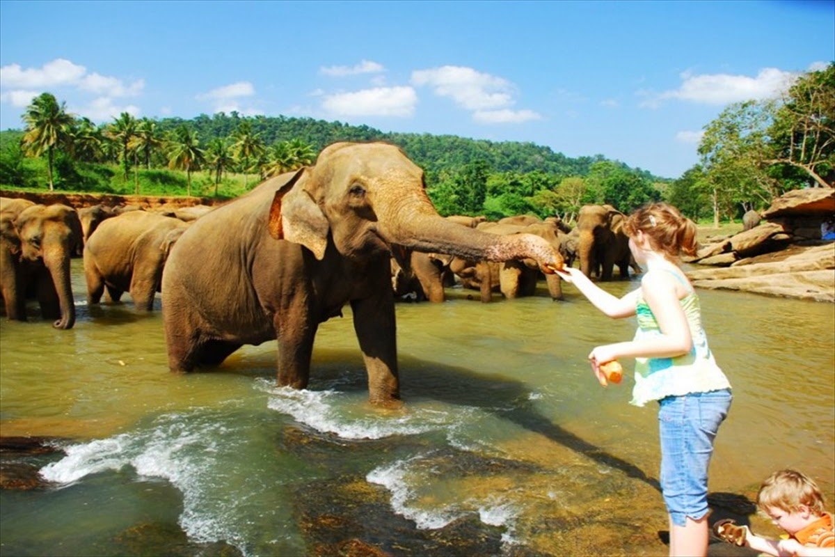 Pinnawala elephant orphanage (1)