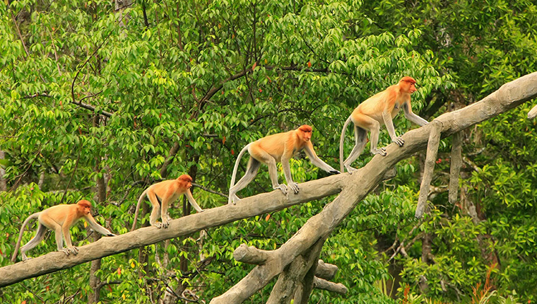 Proboscis Monkeys, Borneo