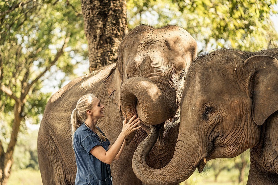 Anantara Golden Triangle Elephant Camp Resort 