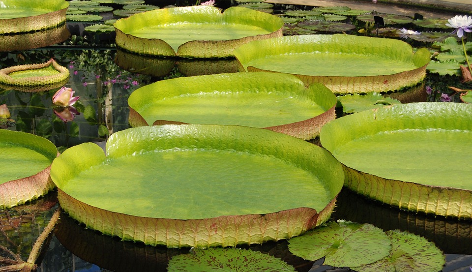Amazon Water Lily