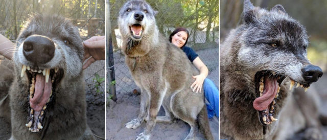 Giant Wolfdog Yuki