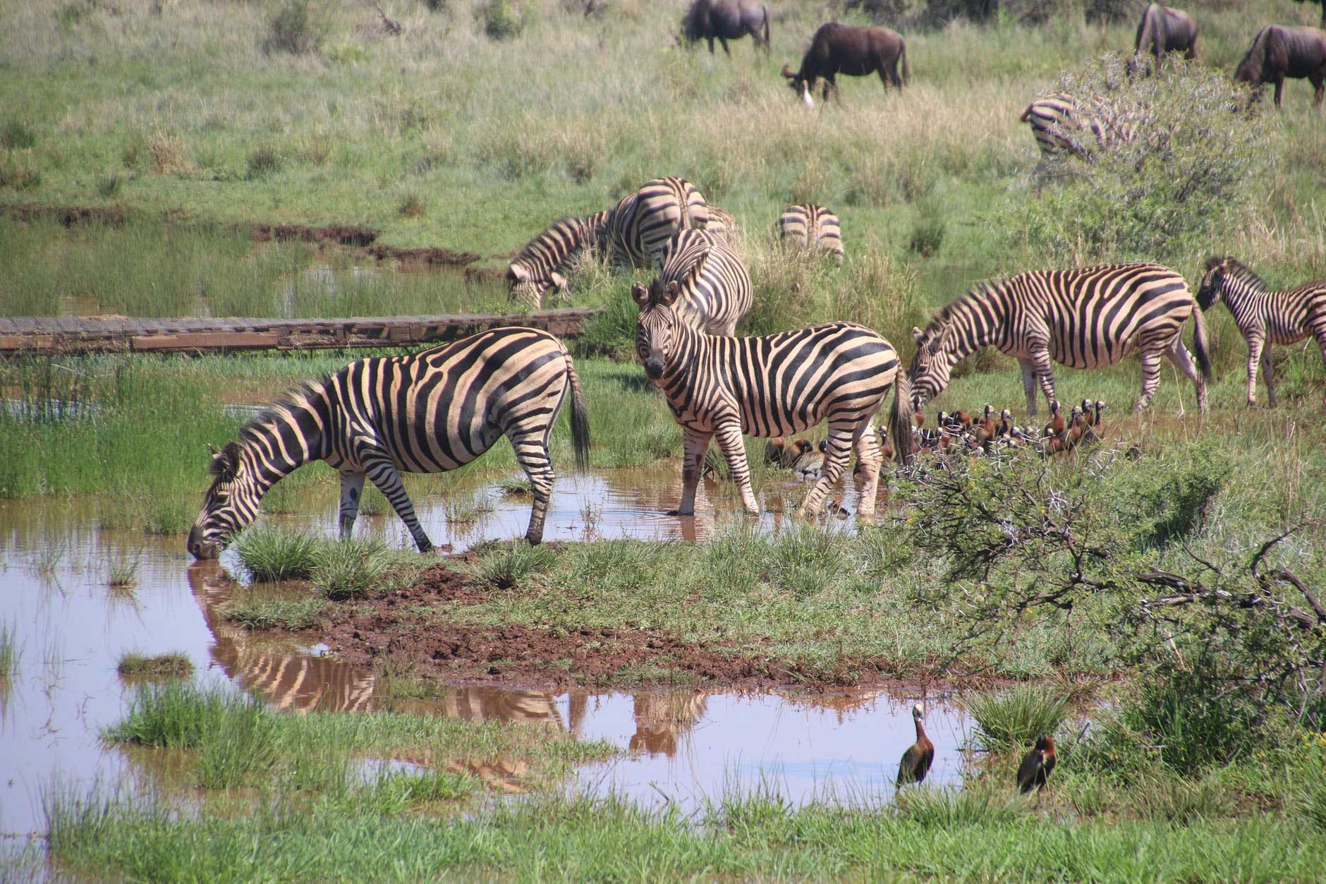 Zebra Ngorongoro