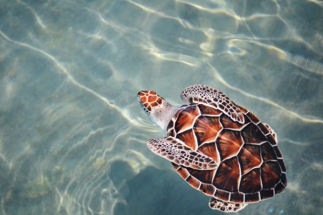 Turtle Dry Tortugas