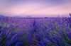 vineyards and lavender fields