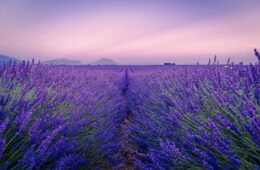 vineyards and lavender fields