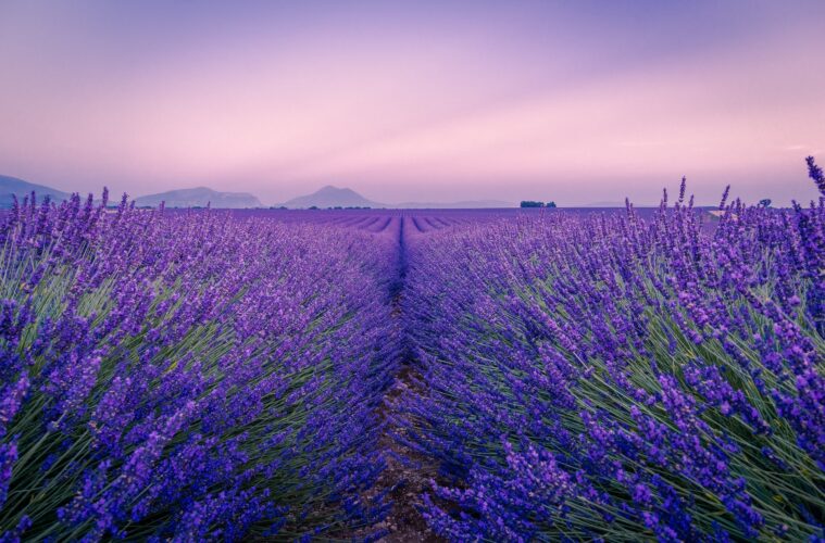 vineyards and lavender fields