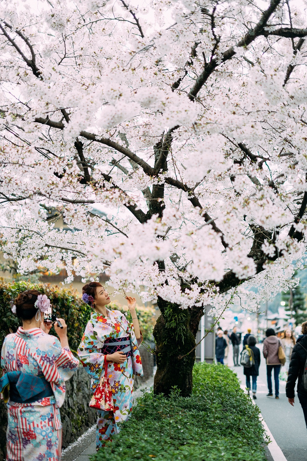 cherry blossoms