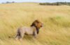 Top 5 Must-See Wildlife Spectacles in Kenya and Tanzania