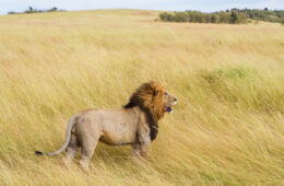 Top 5 Must-See Wildlife Spectacles in Kenya and Tanzania