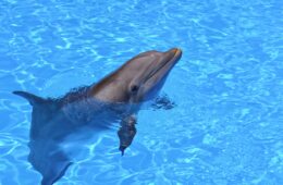 A Captivating Adventure: Dolphin-Watching Boat Tours from Los Cristianos | boat tours