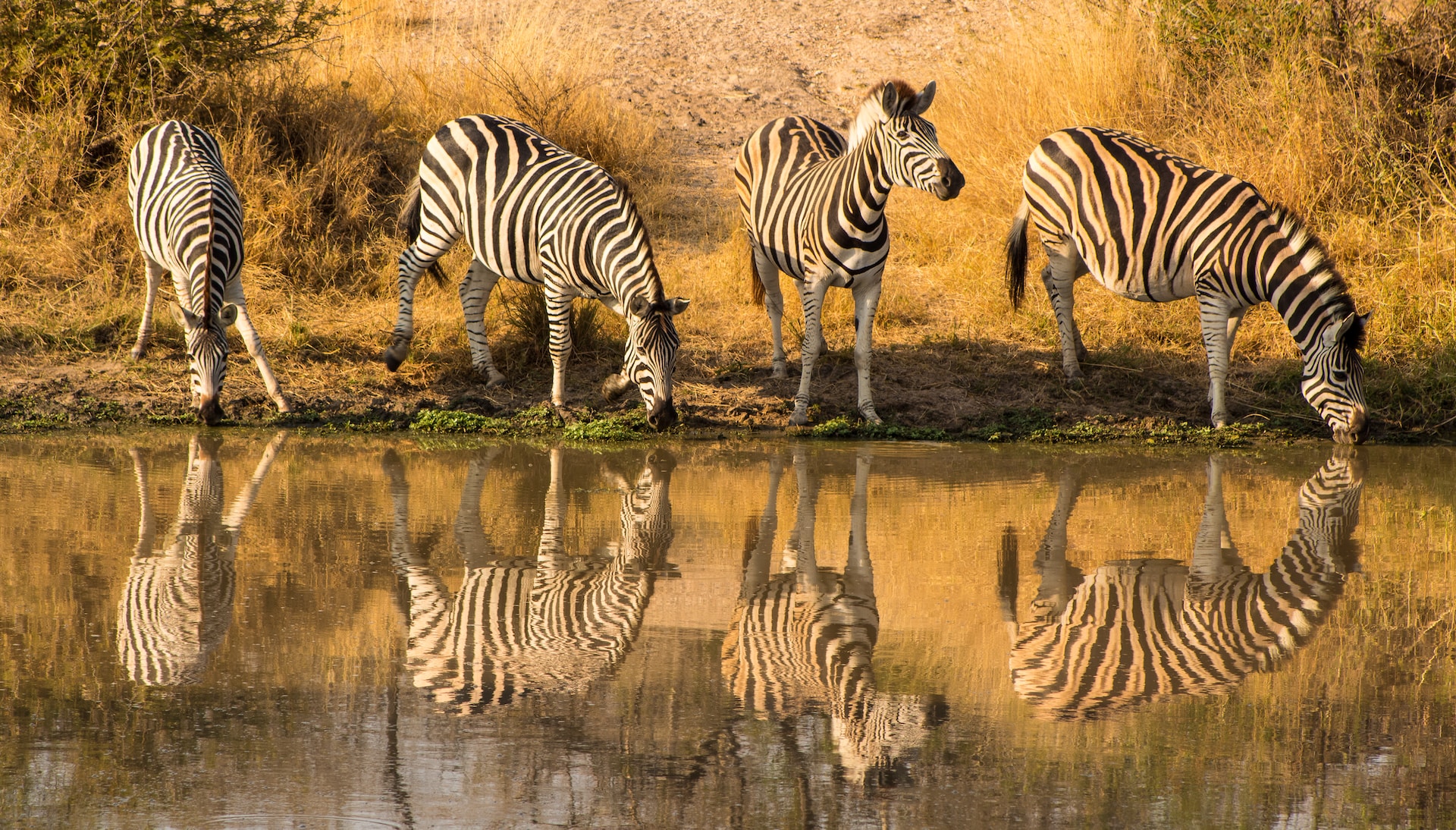 Top Rated Animal Safari Adventures | Kruger National Park