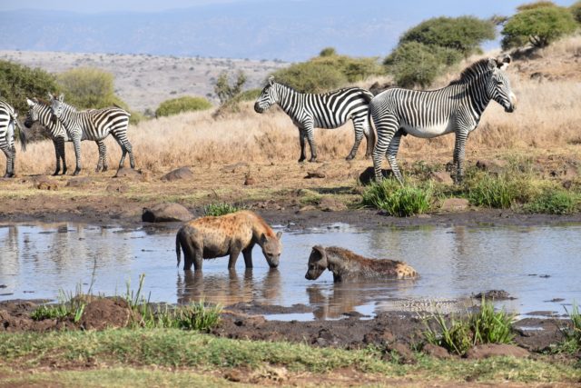 watering hole