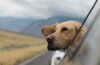 Pet-Friendly Travel Destinations Guide