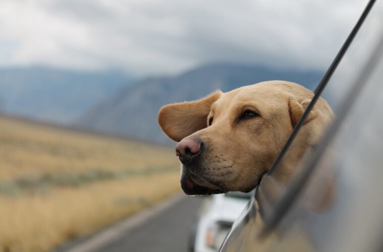 Pet-Friendly Travel Destinations Guide