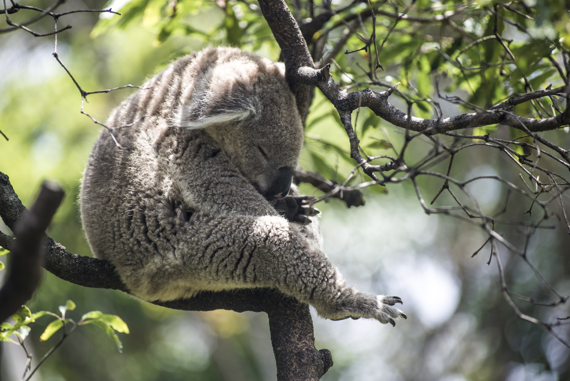 Taronga Zoo, Mosman, Australia