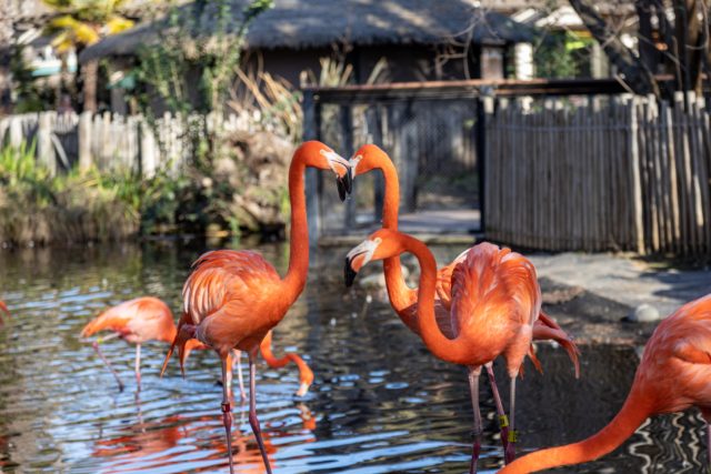 Flamingos Zoo