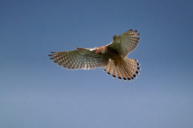 Peregrine falcon