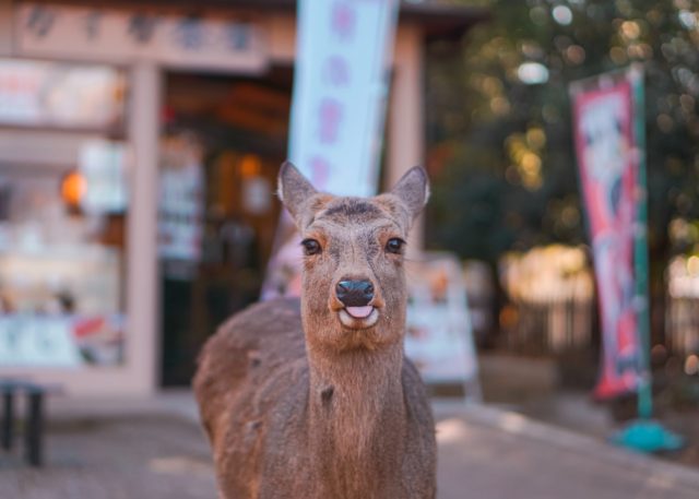 Deer Nara Park