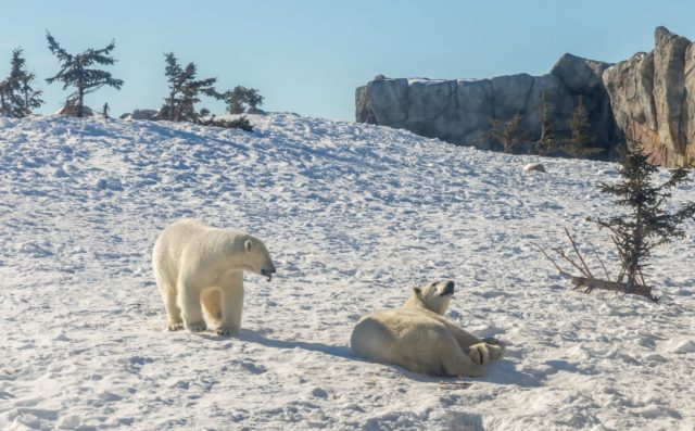 Assiniboine park zoo