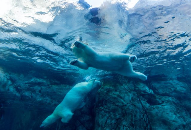 Winnipeg Polar Bear