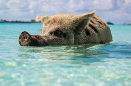 2-Week Itinerary for a Getaway Vacation in the Bahamas | Sun, sand, and swimming pigs—there’s nothing quite like a vacation in the Bahamas! But, when...
