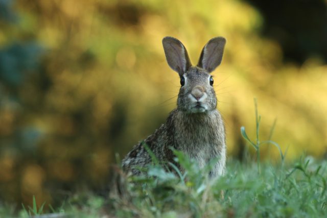 peter rabbit