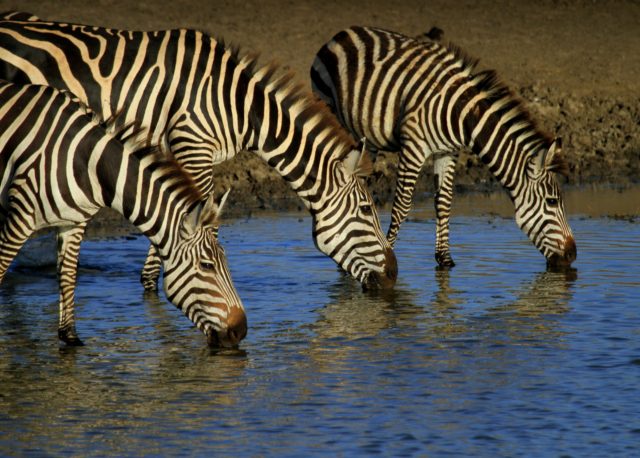 Zebras Waterhole