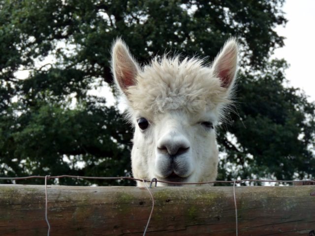 Alpaca