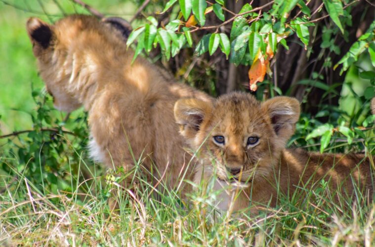 Maasai Mara National Reserve