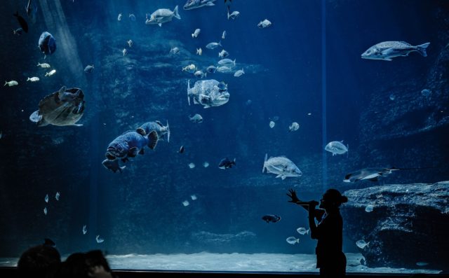 Cape Town aquarium