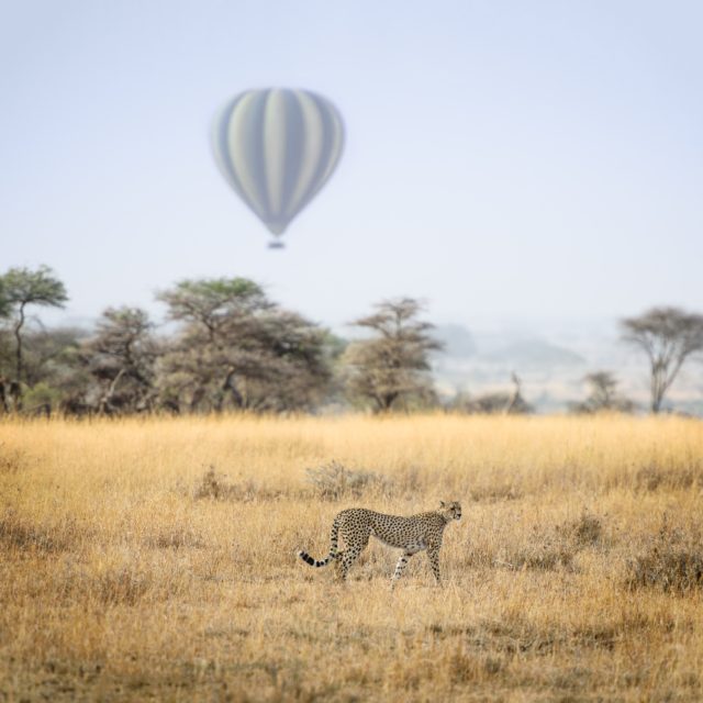 hot-air balloon and cheetah