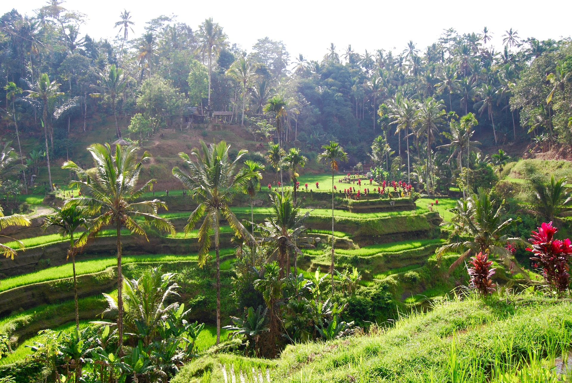 Tegallalang Rice Terraces