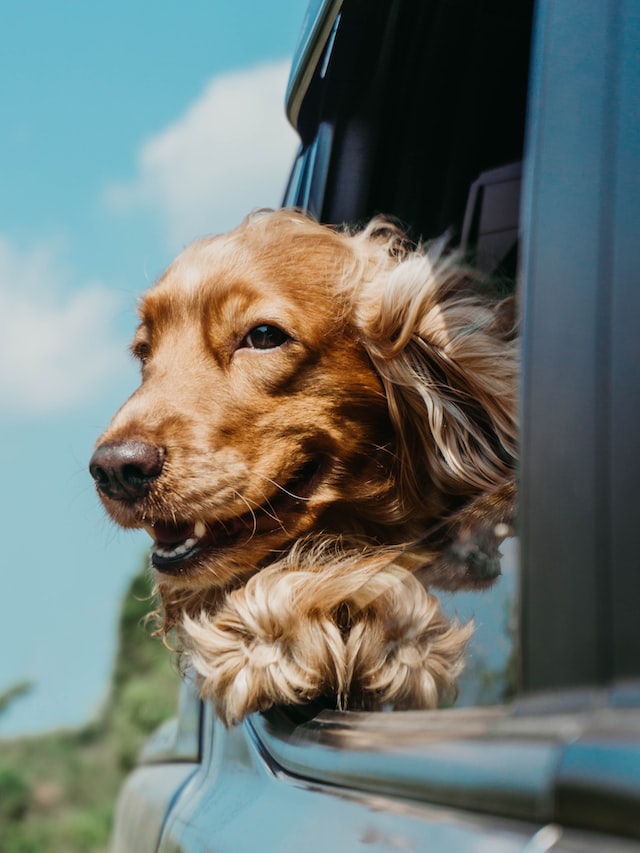 Travelling with Pets