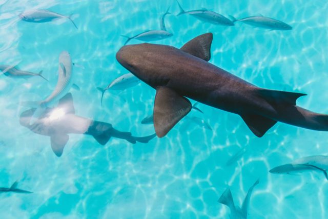 sharks fiji