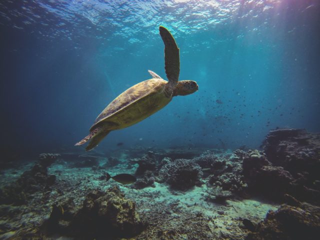 Green turtle