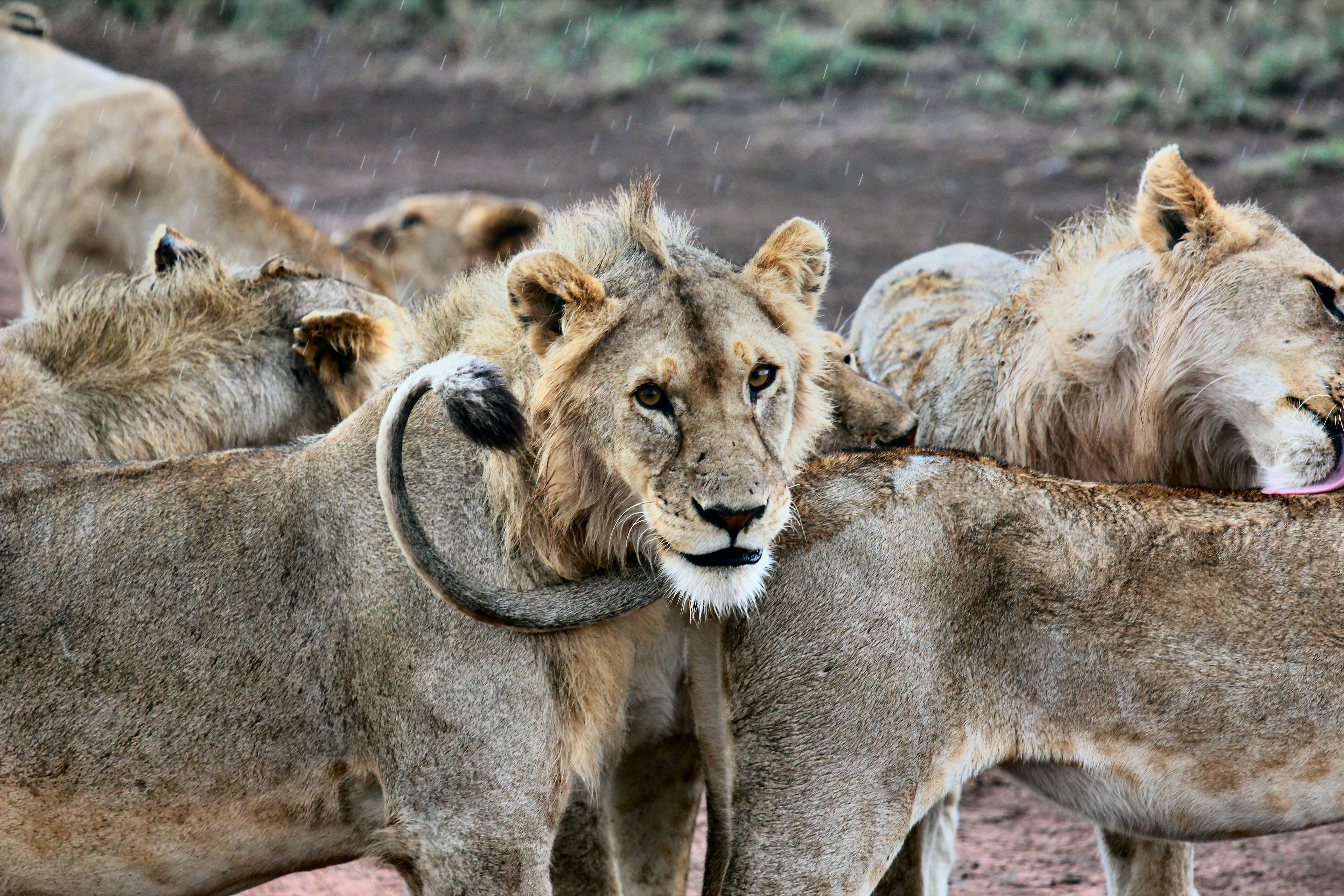 Serengeti