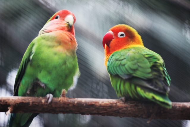 Kalbarri parrots