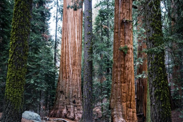 Giant redwoods